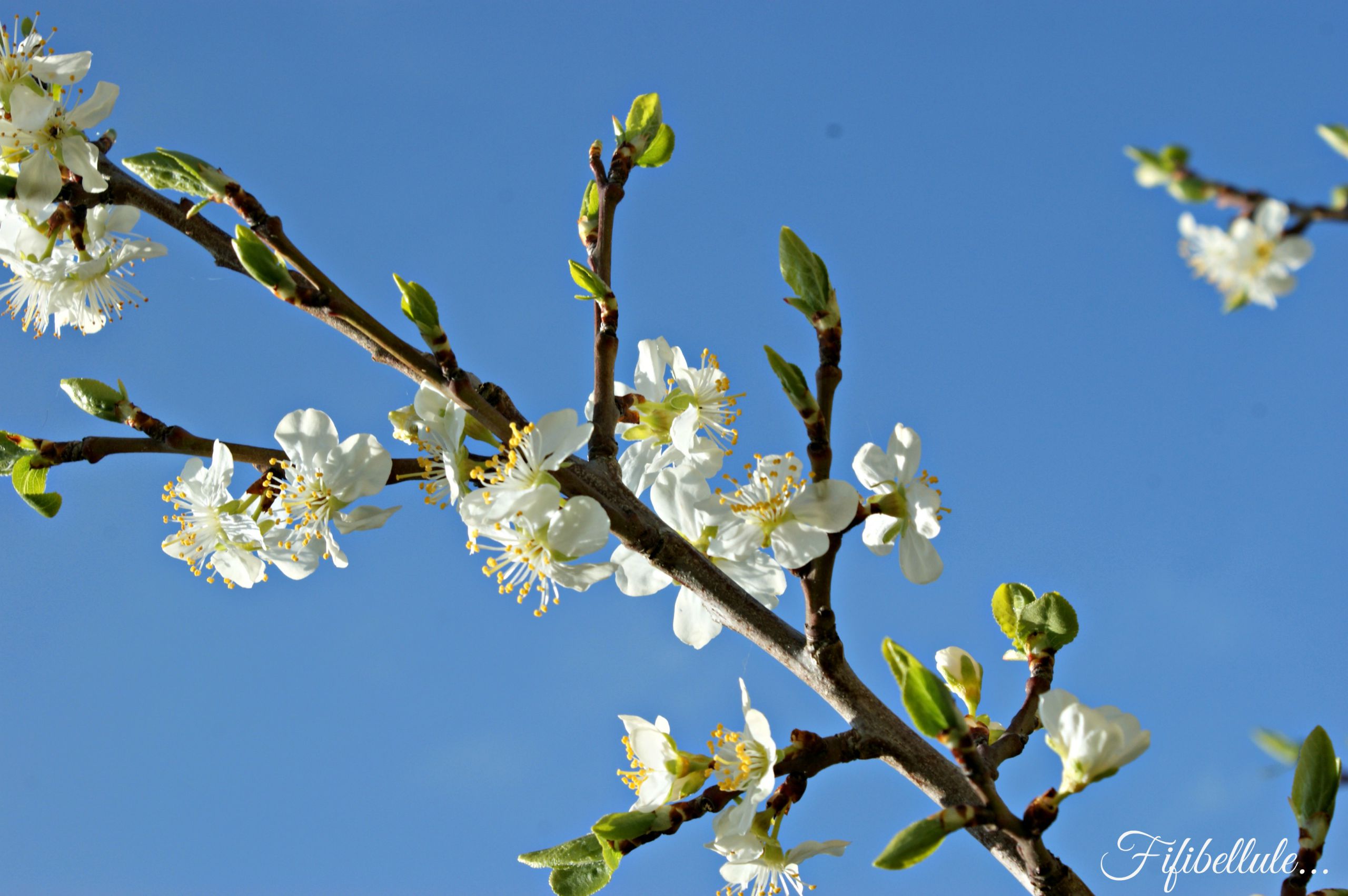 Fonds d'cran Nature Fleurs 