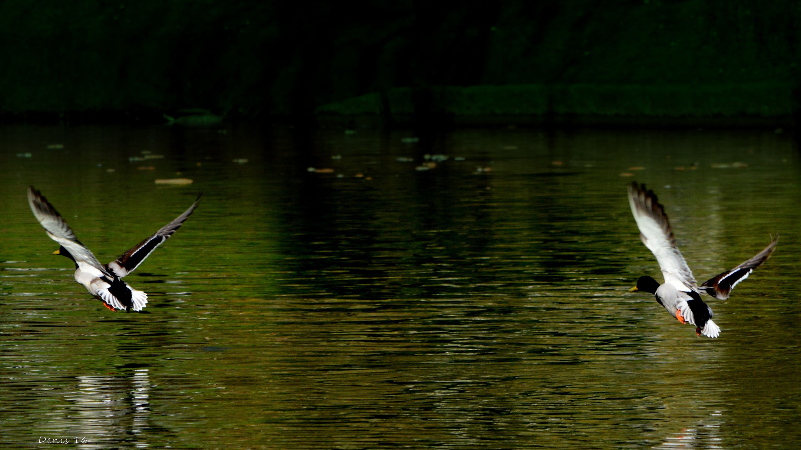 Fonds d'cran Animaux Oiseaux - Canards PARCS