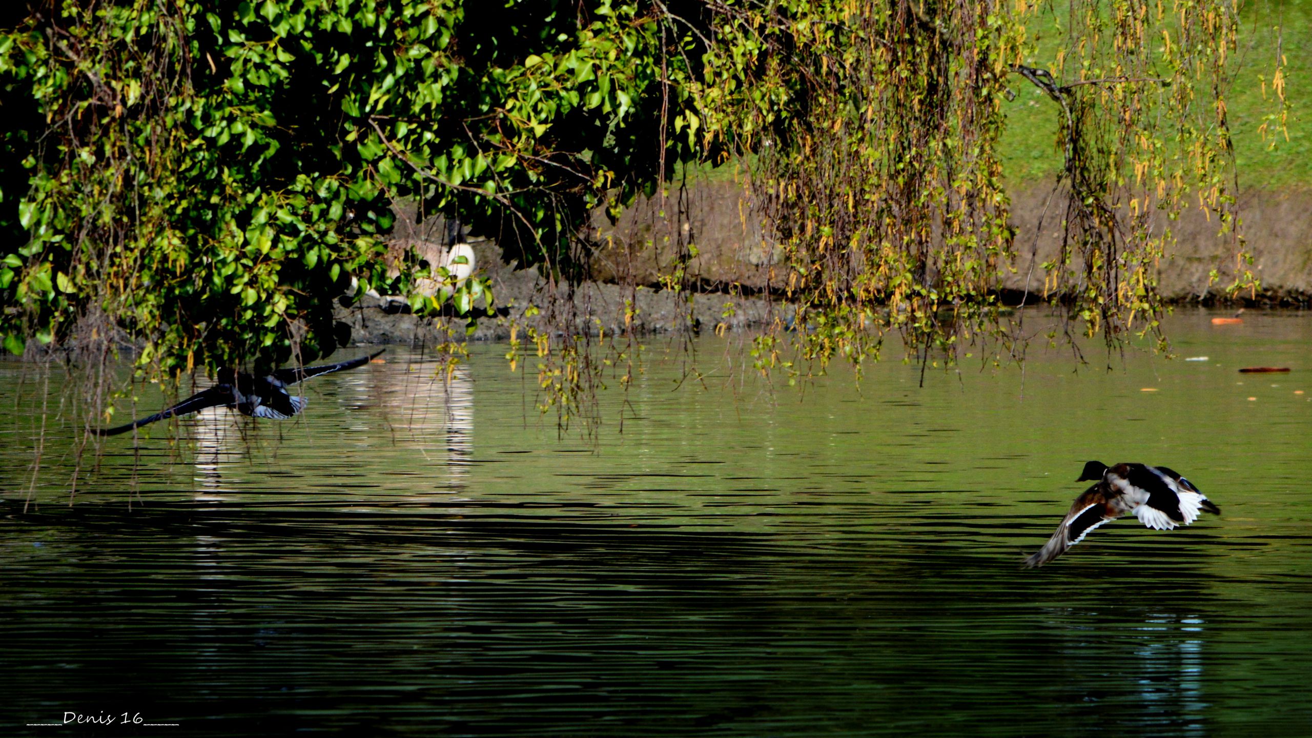 Fonds d'cran Animaux Oiseaux - Canards PARCS