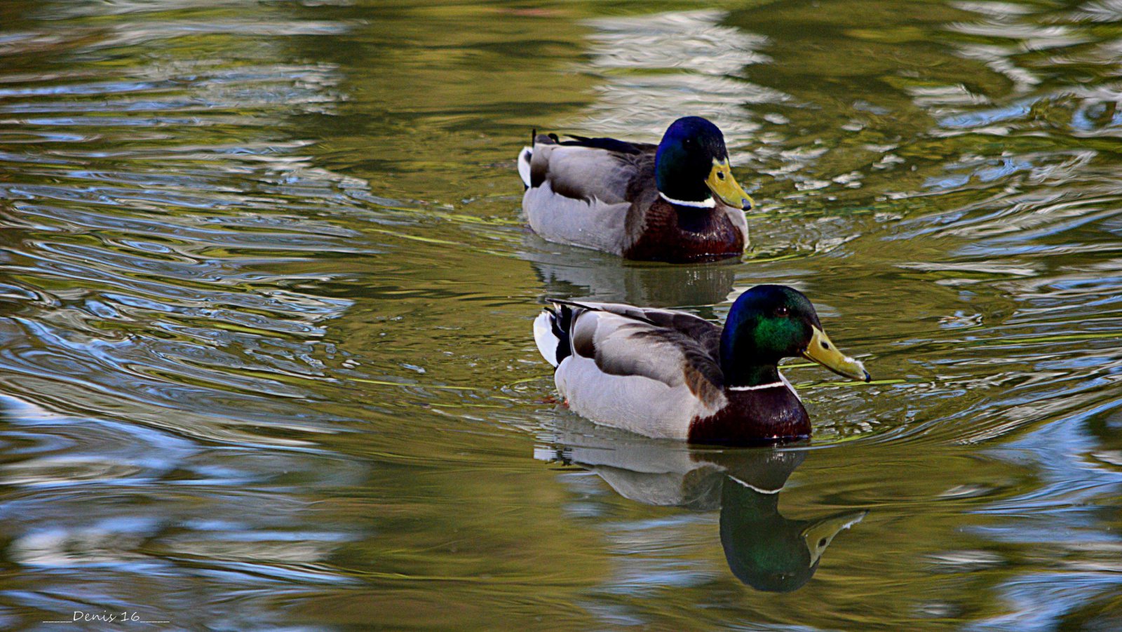 Fonds d'cran Animaux Oiseaux - Canards PARCS