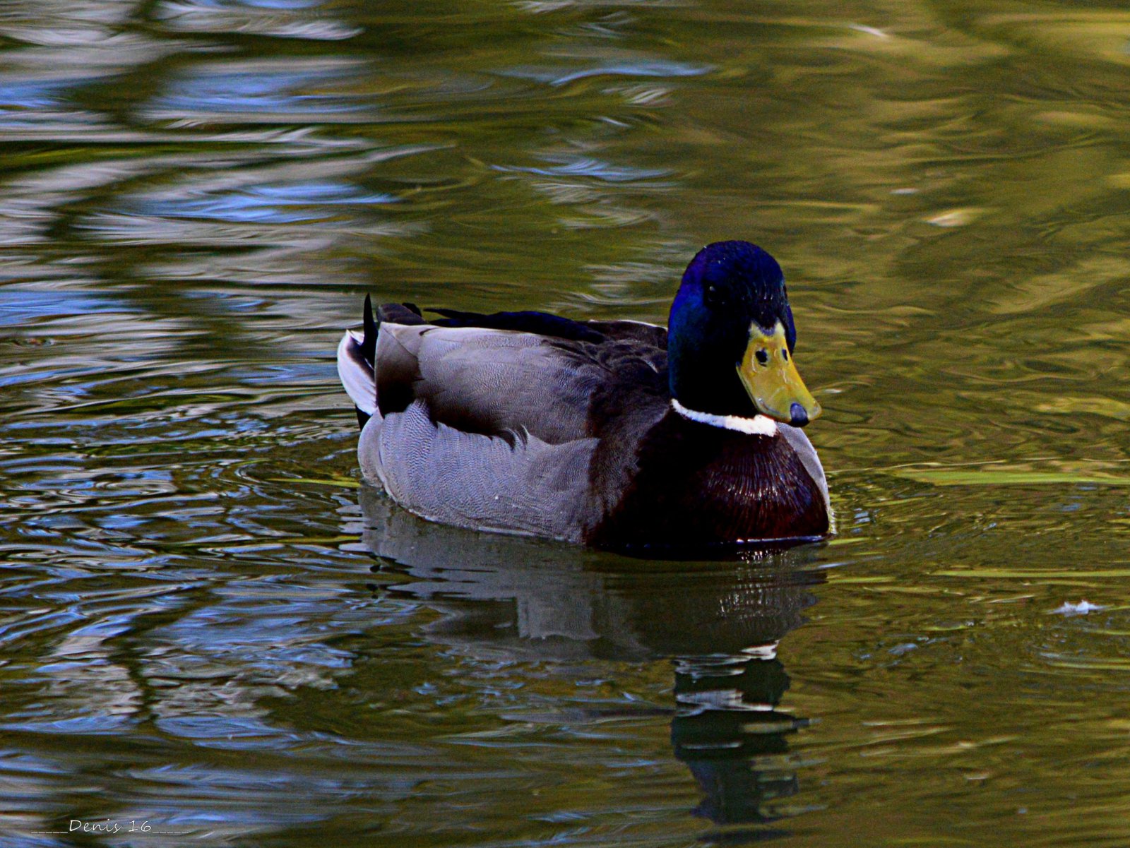 Wallpapers Animals Birds - Ducks PARCS