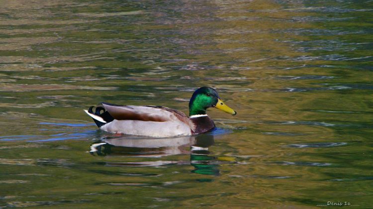 Fonds d'cran Animaux Oiseaux - Canards PARCS