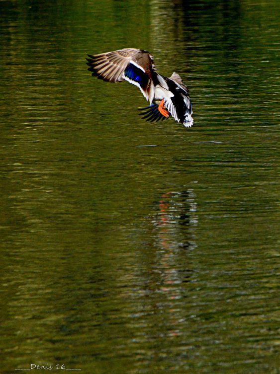 Fonds d'cran Animaux Oiseaux - Canards PARCS