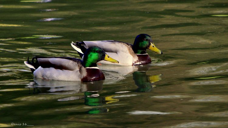 Fonds d'cran Animaux Oiseaux - Canards PARCS