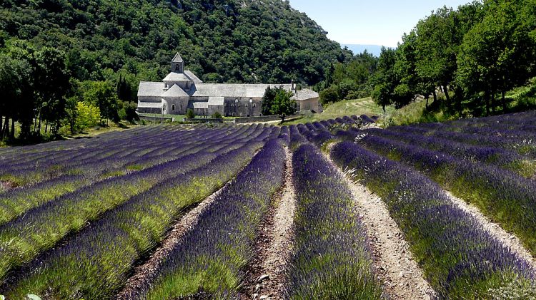 Wallpapers Nature Fields L'abbaye de Snanque (Vaucluse)