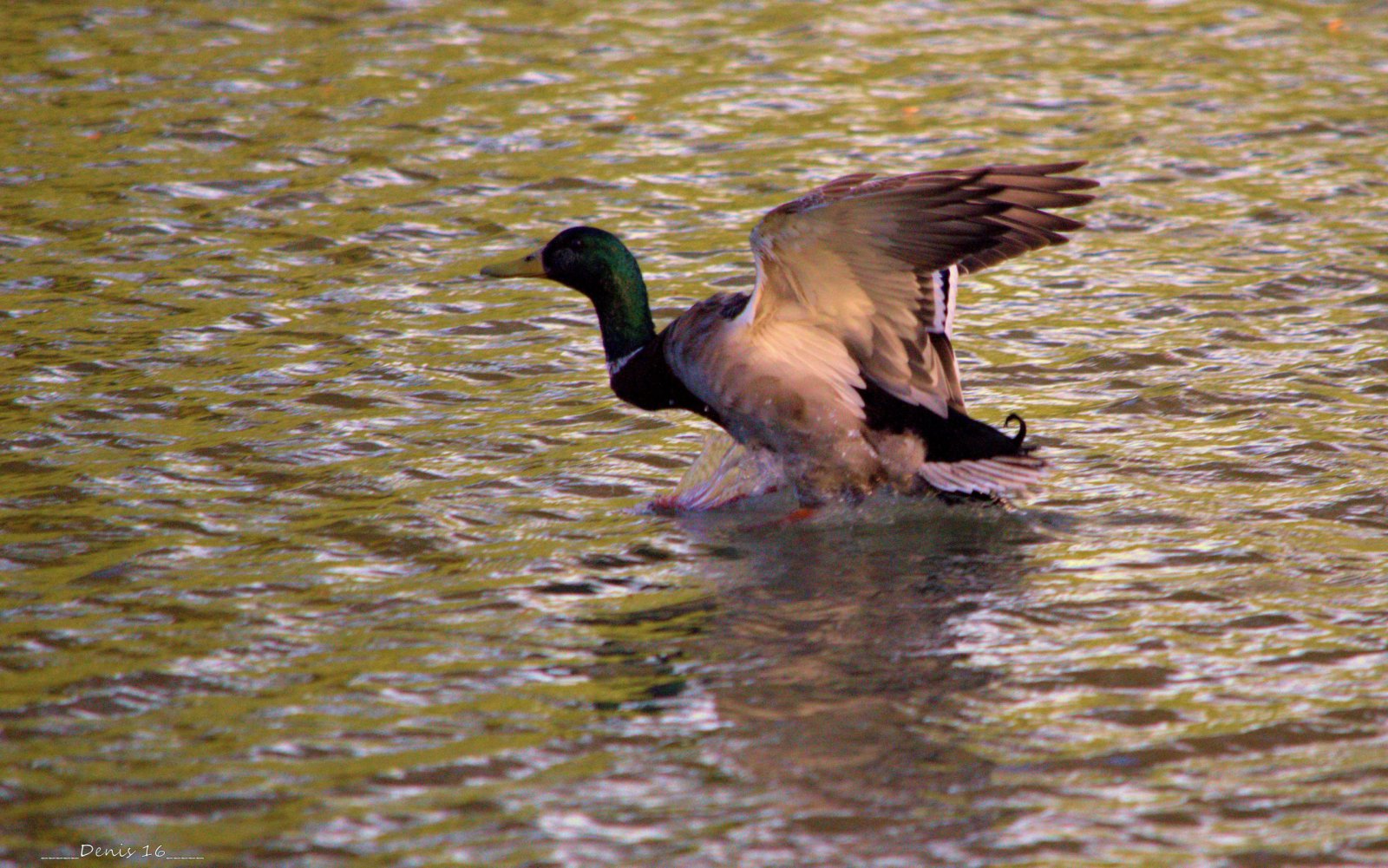 Fonds d'cran Animaux Oiseaux - Canards PARCS