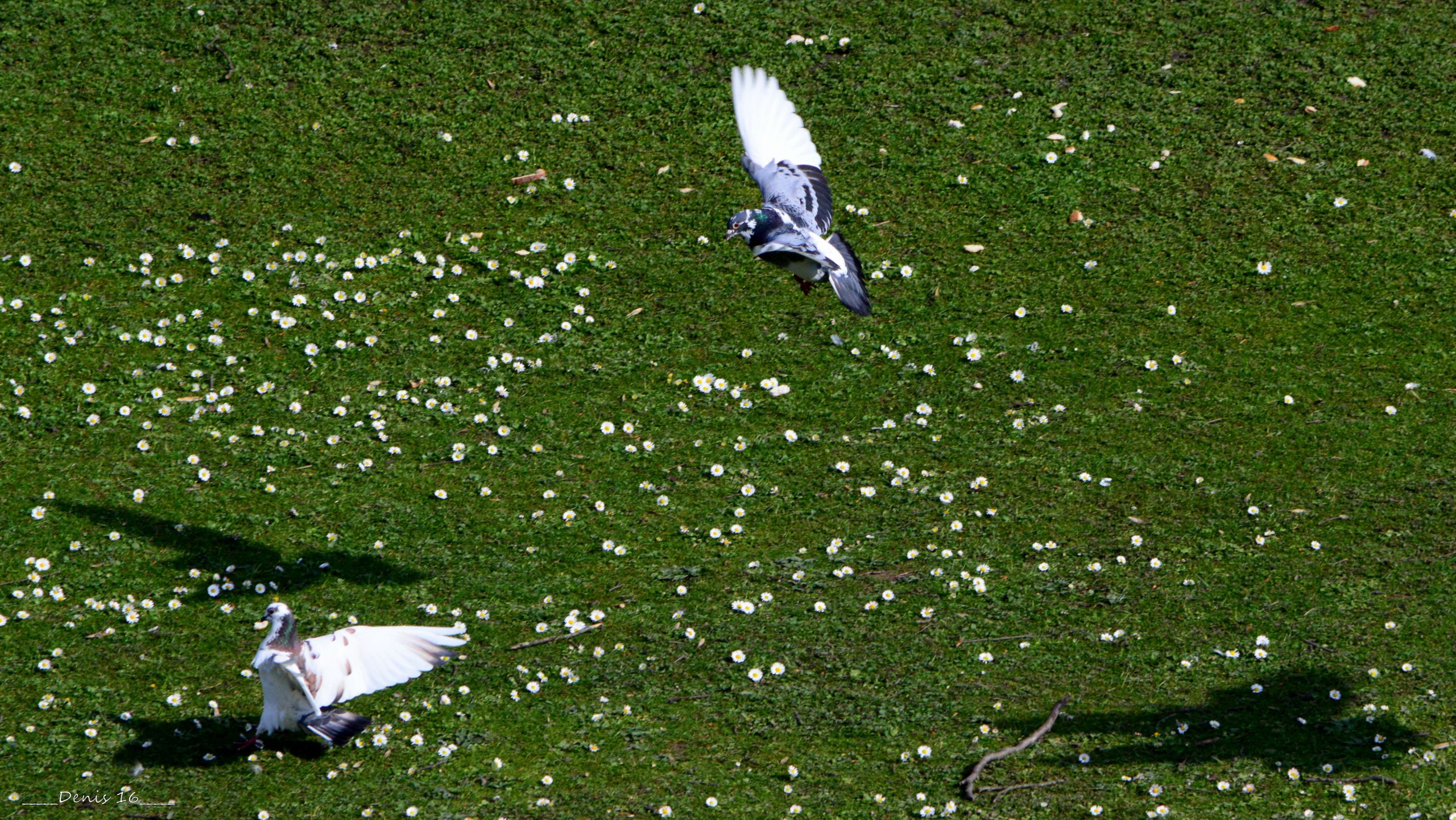 Wallpapers Animals Birds - Pigeons and Doves PARCS