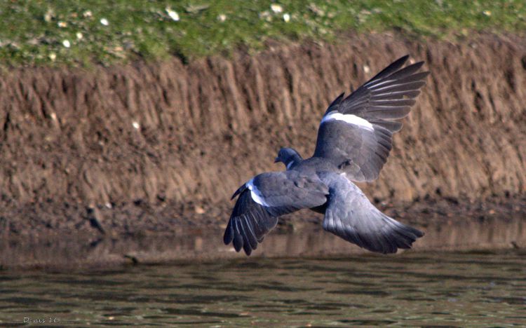 Wallpapers Animals Birds - Pigeons and Doves PARCS