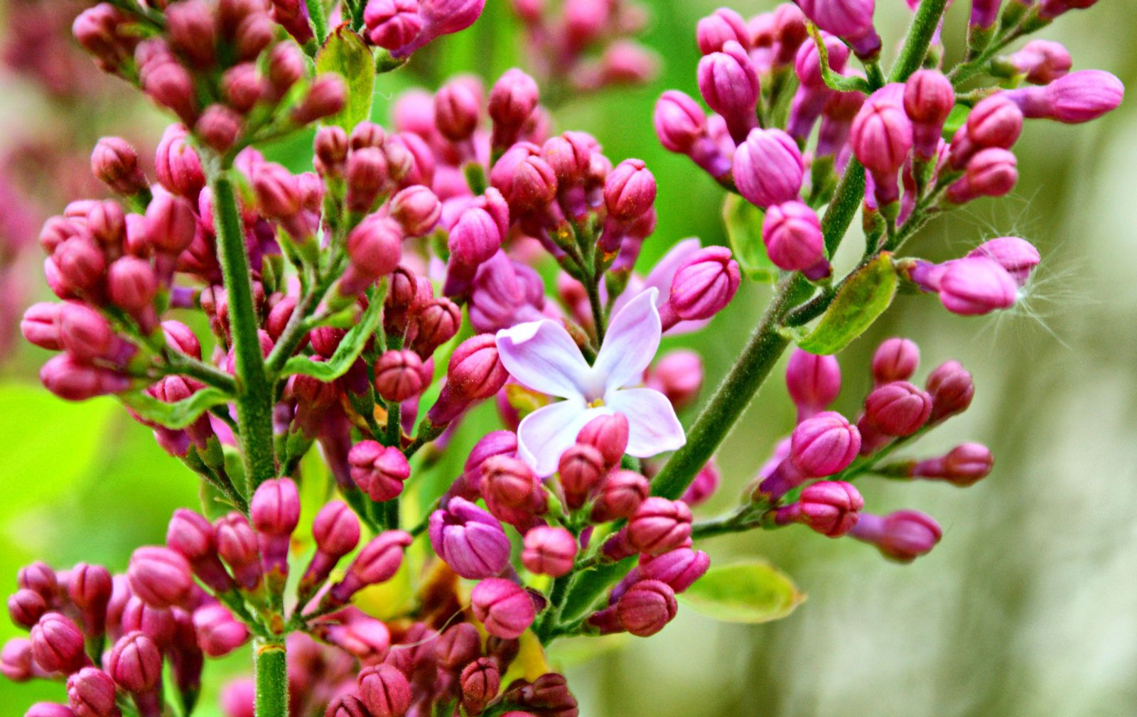 Fonds d'cran Nature Fleurs 