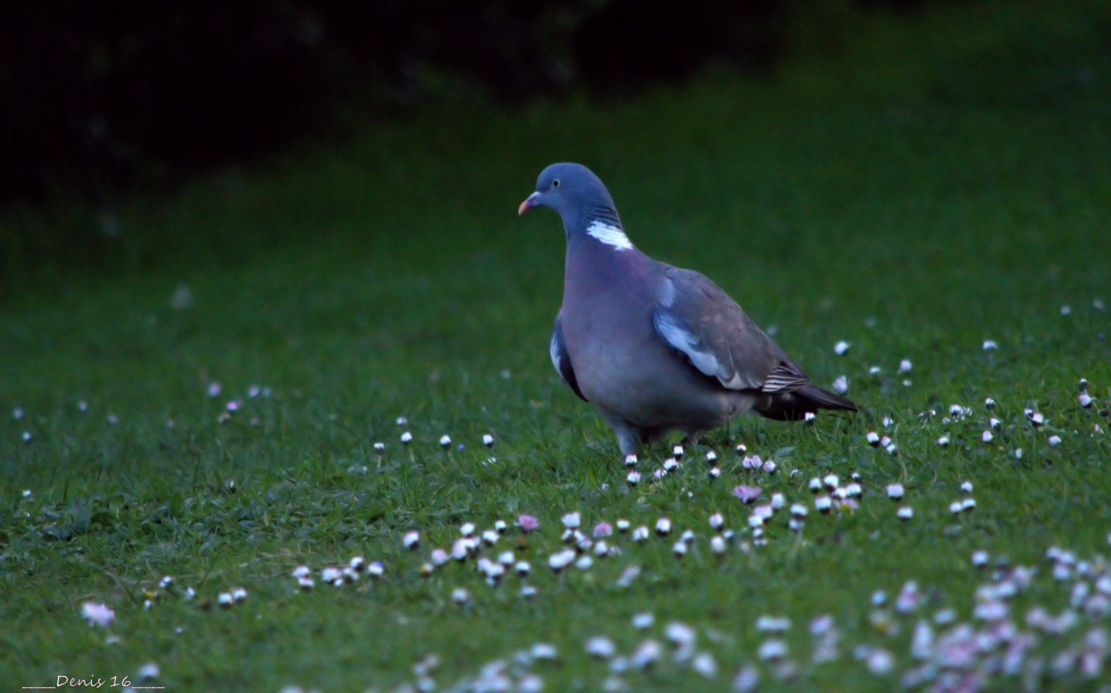 Fonds d'cran Animaux Oiseaux - Pigeons et Tourterelles PARCS