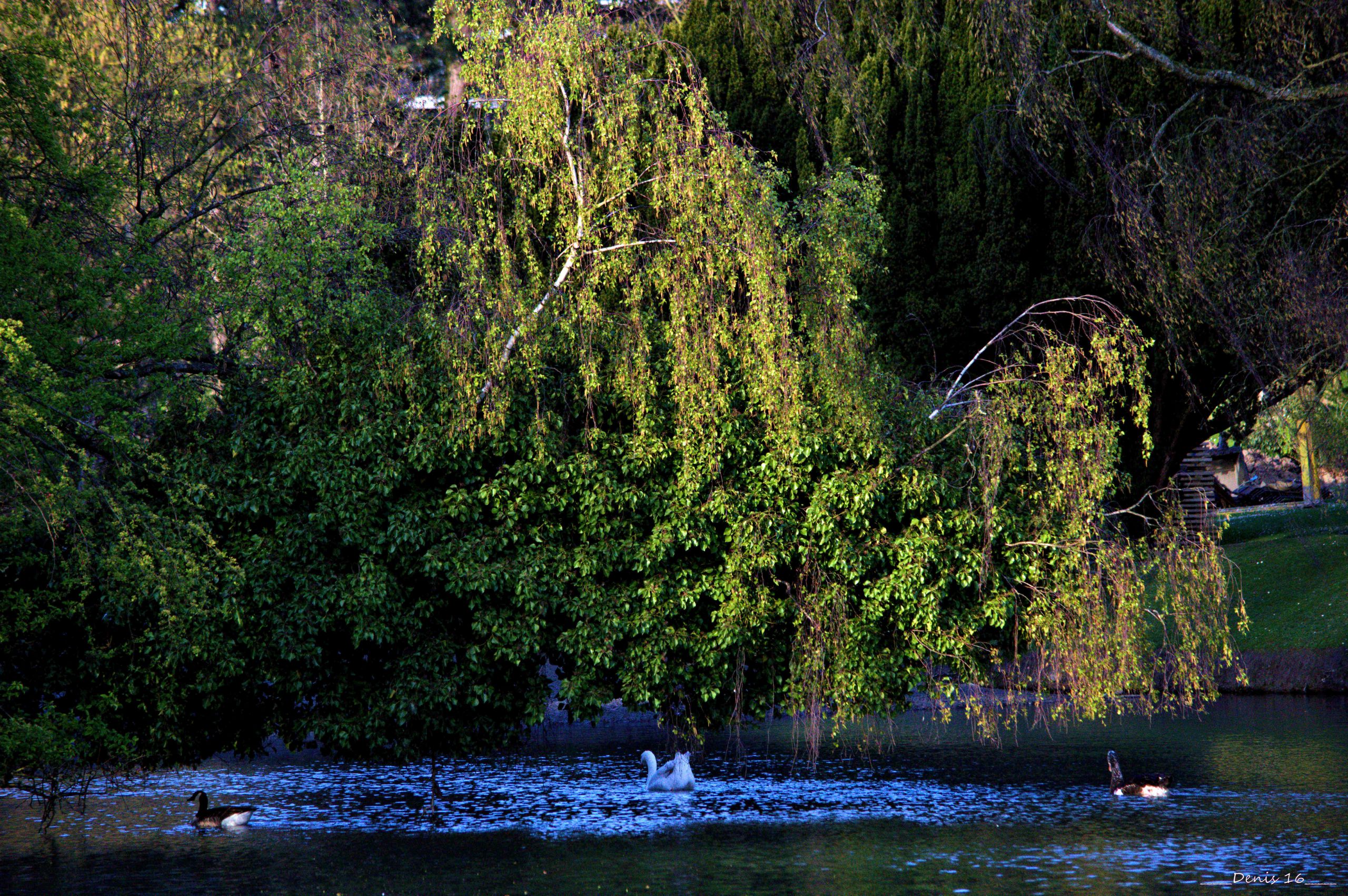 Fonds d'cran Nature Parcs - Jardins PARCS