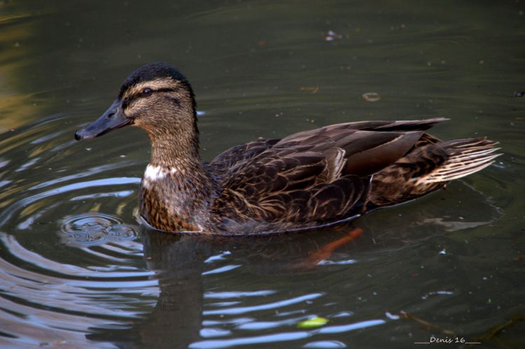 Fonds d'cran Animaux Oiseaux - Canards PARCS