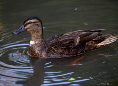  Animaux PARCS