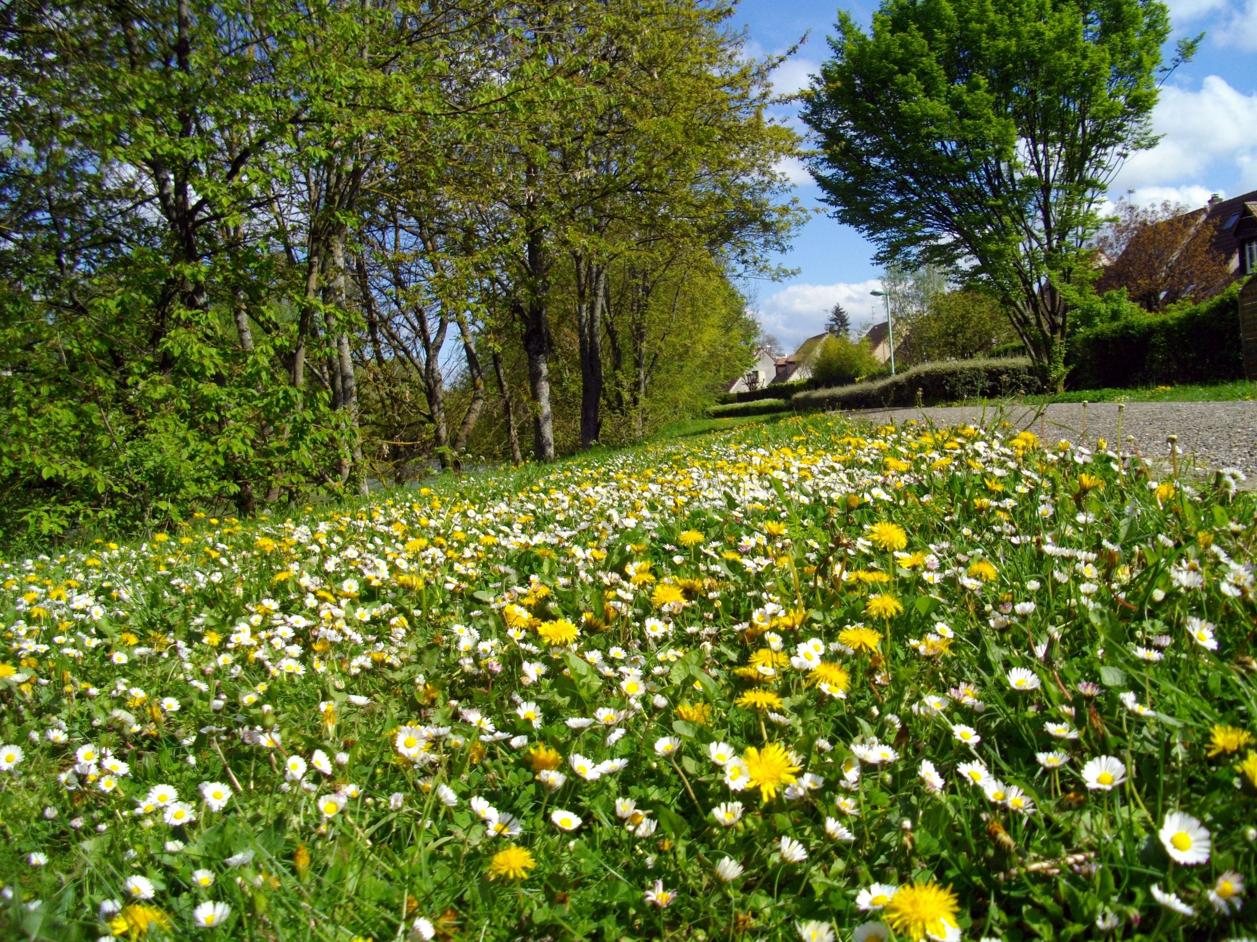 Fonds d'cran Nature Fleurs 