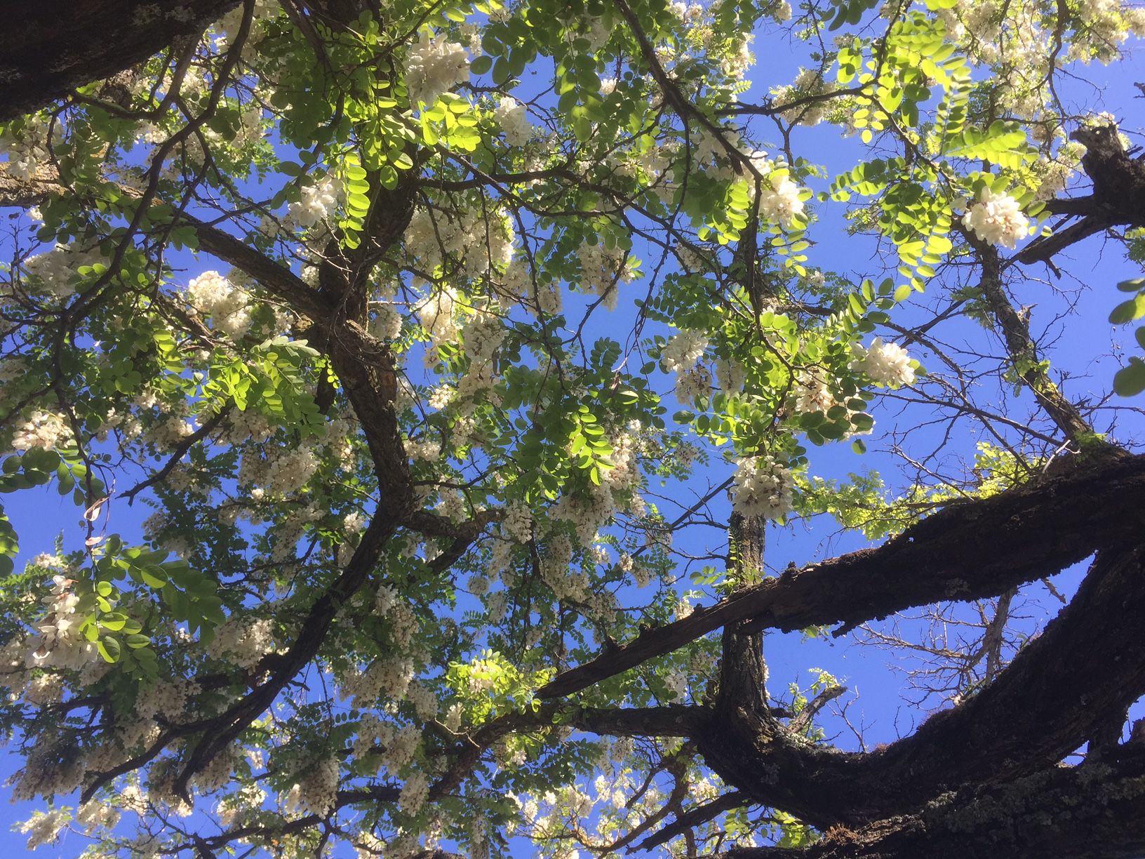 Fonds d'cran Nature Fleurs 