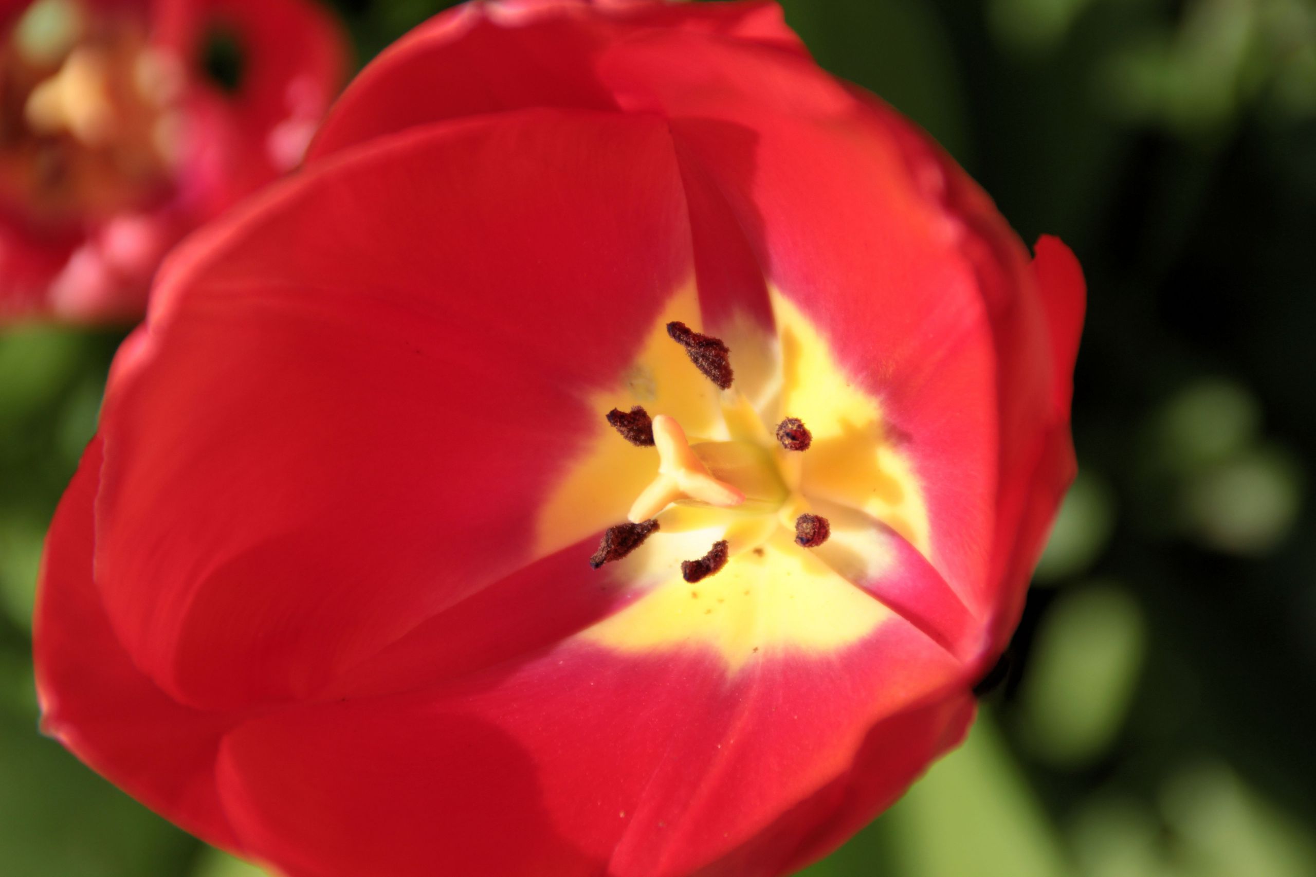 Fonds d'cran Nature Fleurs 