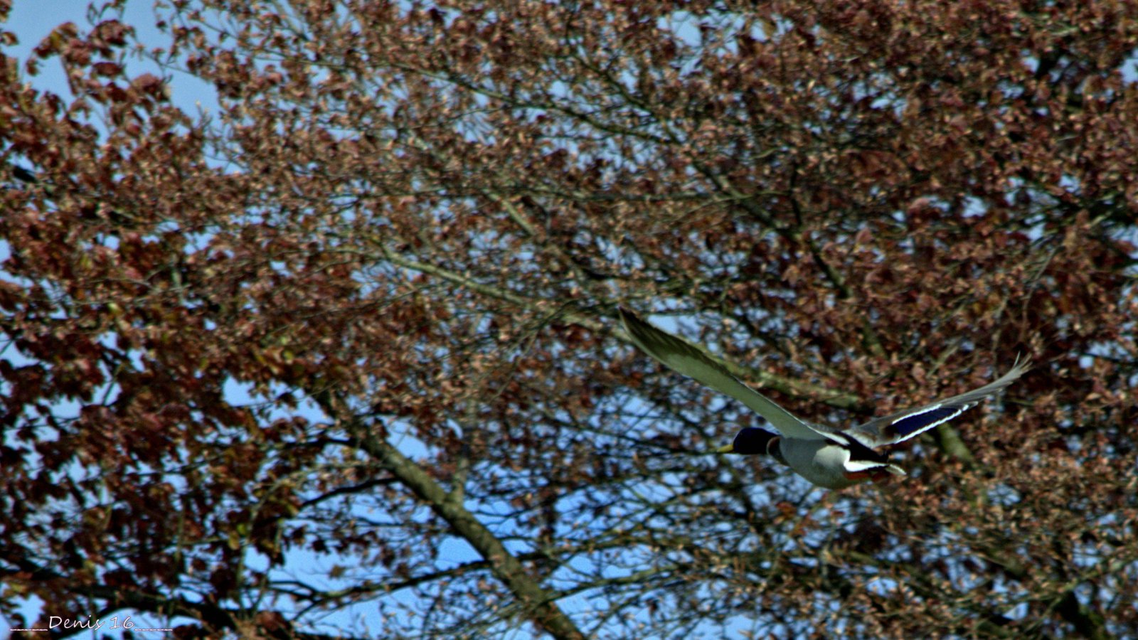 Fonds d'cran Animaux Oiseaux - Canards PARCS