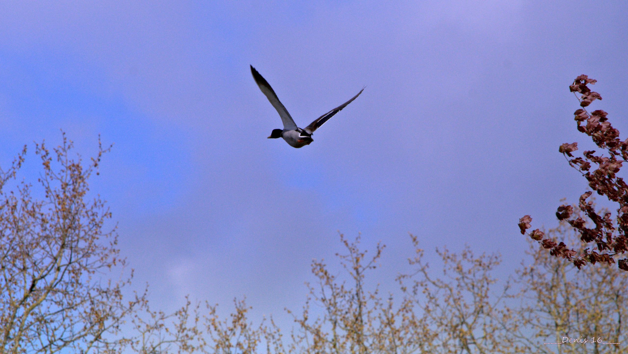 Fonds d'cran Animaux Oiseaux - Canards PARCS