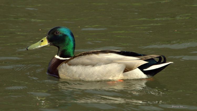 Wallpapers Animals Birds - Ducks PARCS