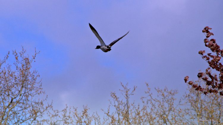 Fonds d'cran Animaux Oiseaux - Canards PARCS