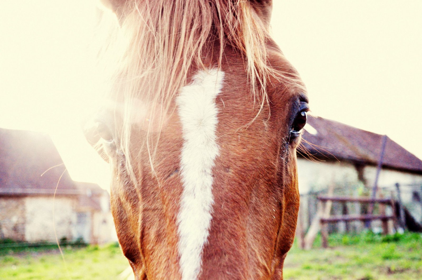 Fonds d'cran Animaux Chevaux Jalousie