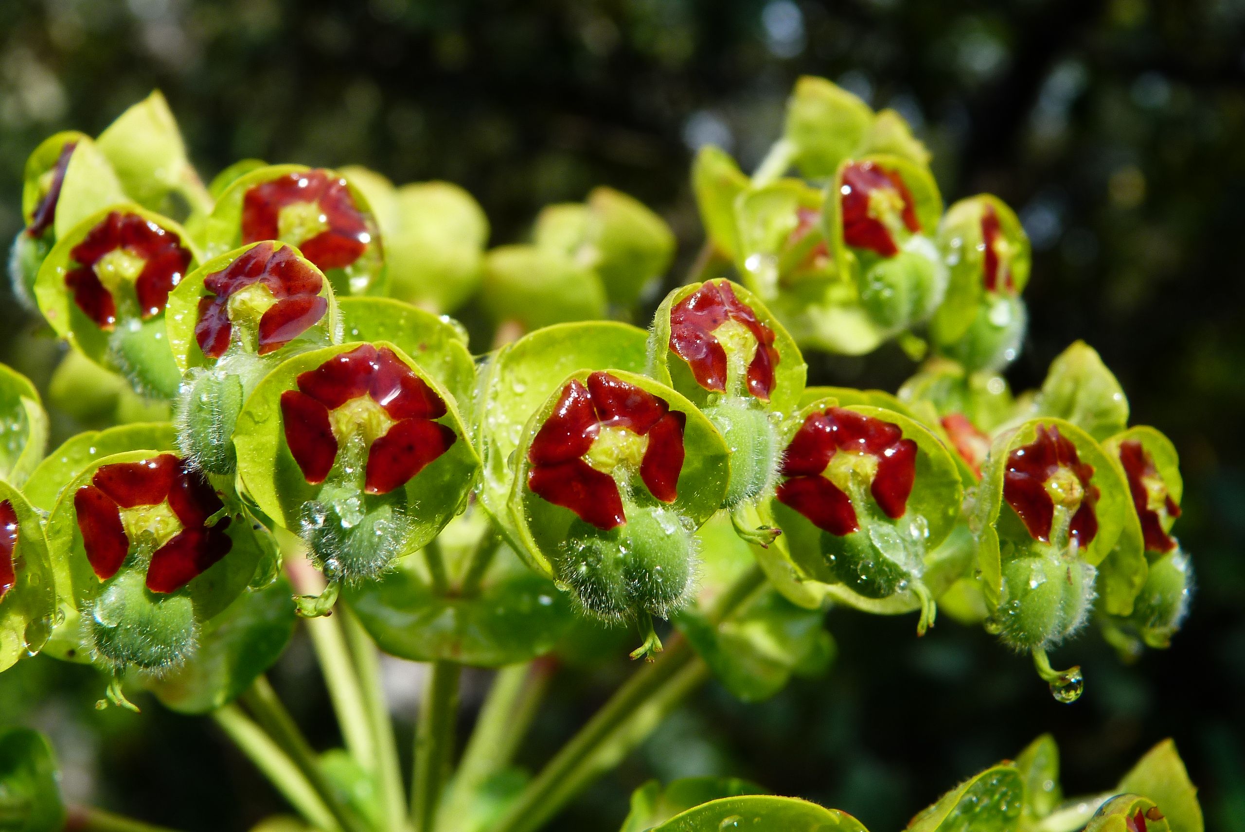 Fonds d'cran Nature Fleurs Euphorbe charapia 