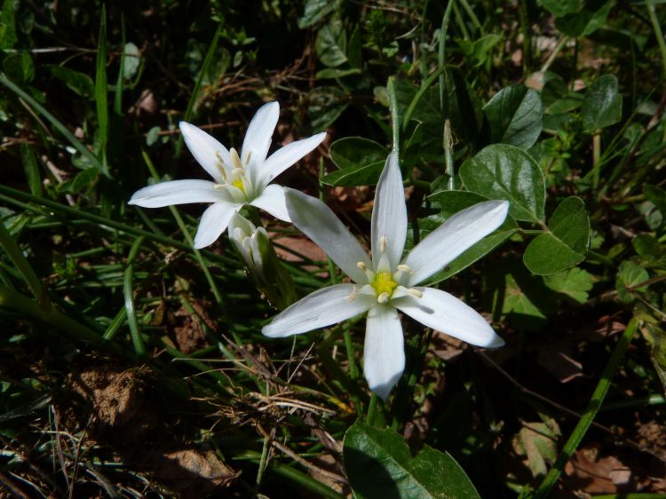 Fonds d'cran Nature Fleurs Les Dames de onze Heures 