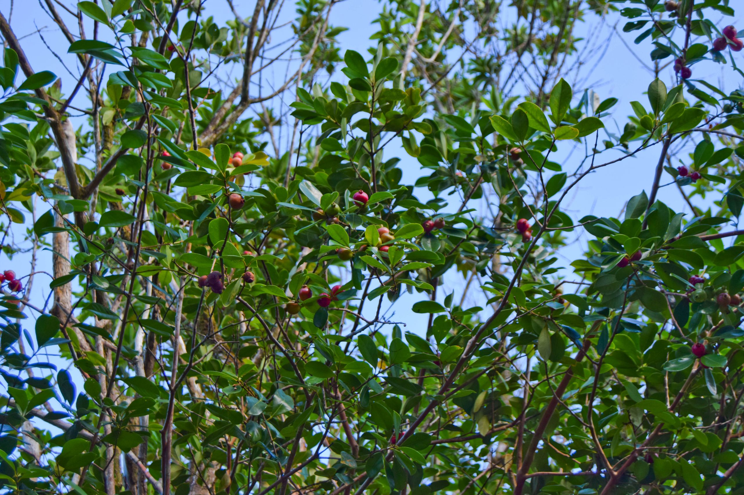 Fonds d'cran Nature Fruits 