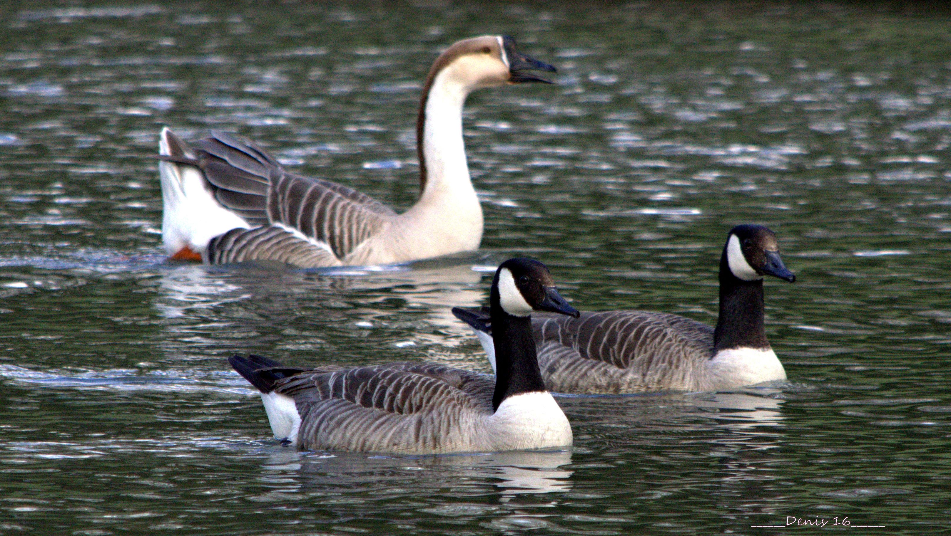 Wallpapers Animals Birds - Ducks PARCS