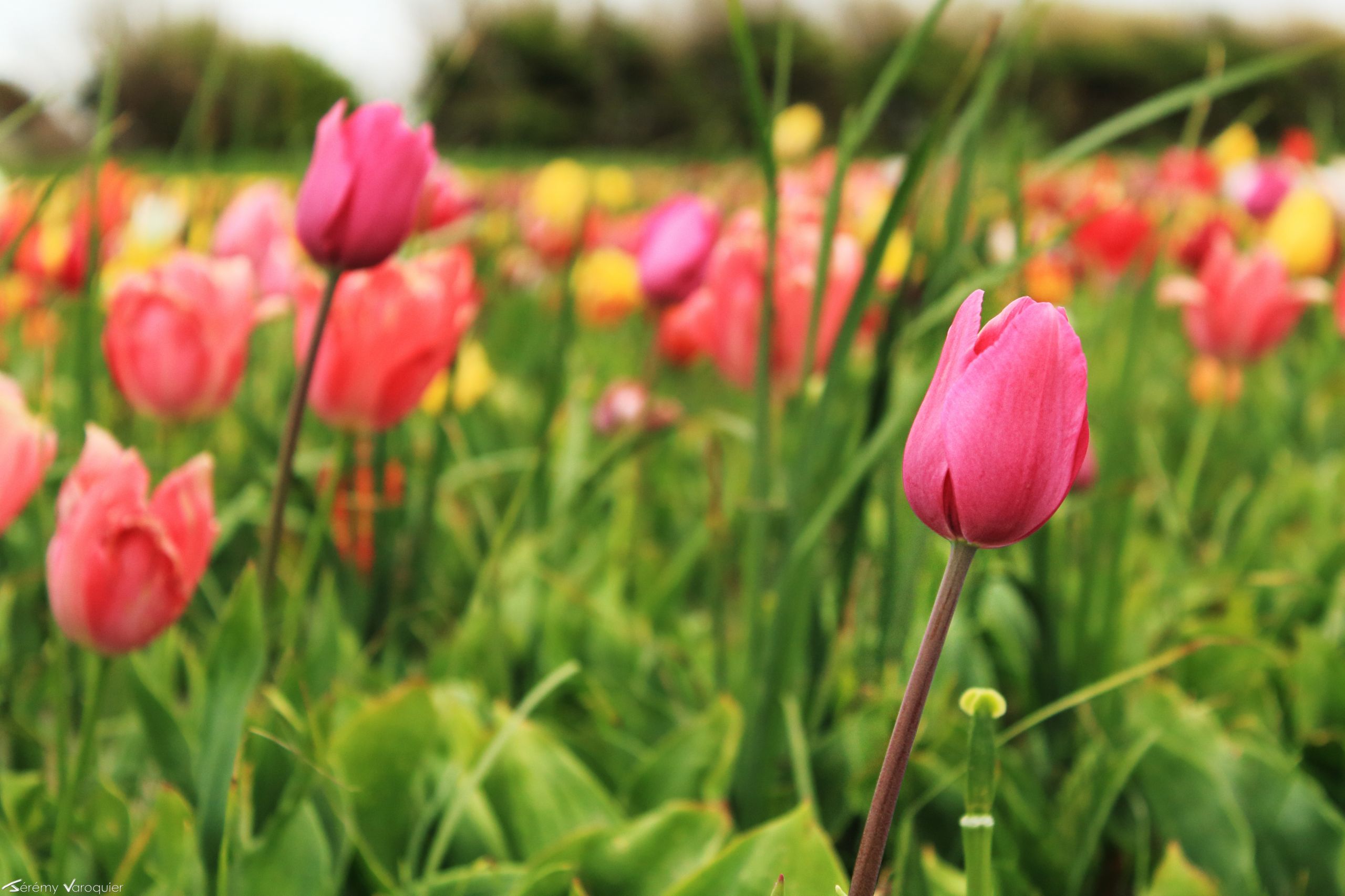 Wallpapers Nature Flowers Tulipes !