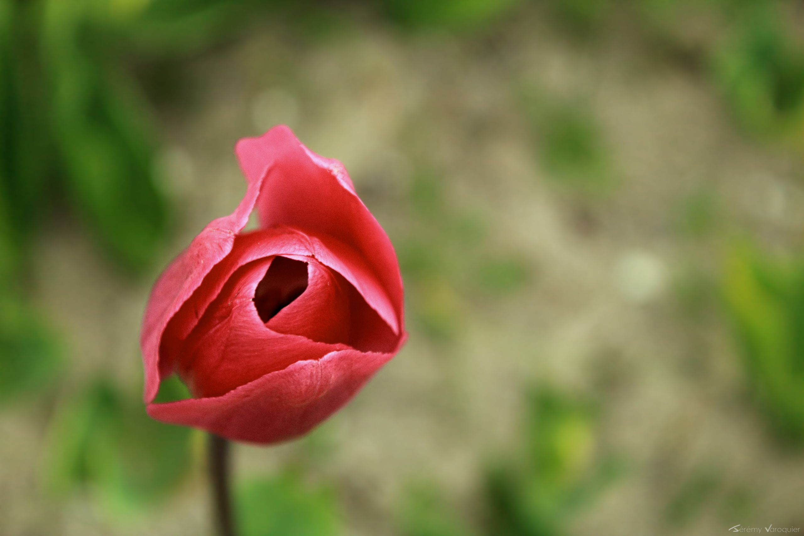 Fonds d'cran Nature Fleurs Tulipes !