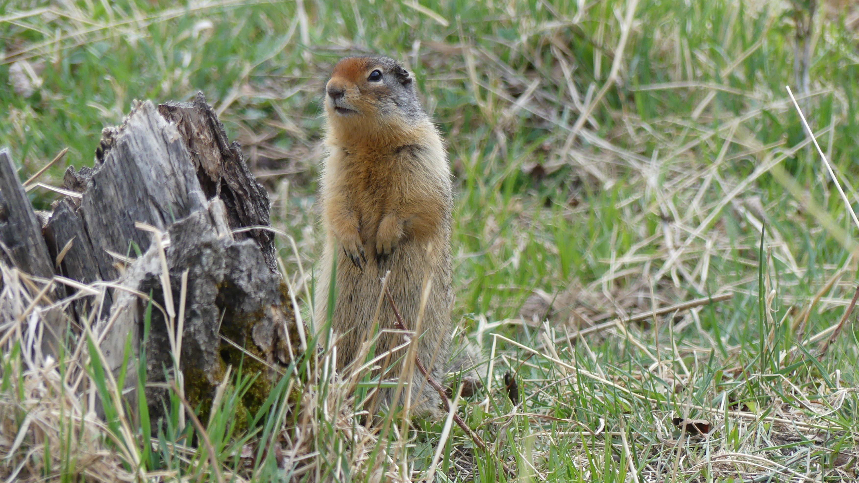 Fonds d'cran Animaux Rongeurs - Ecureuils 