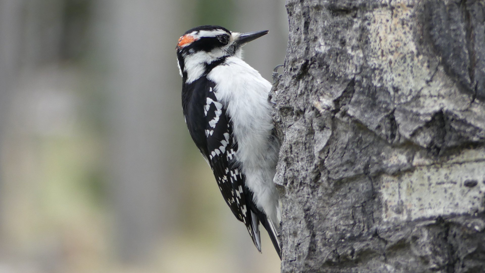 Fonds d'cran Animaux Oiseaux - Pics 