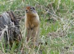  Animaux Image sans titre N432184