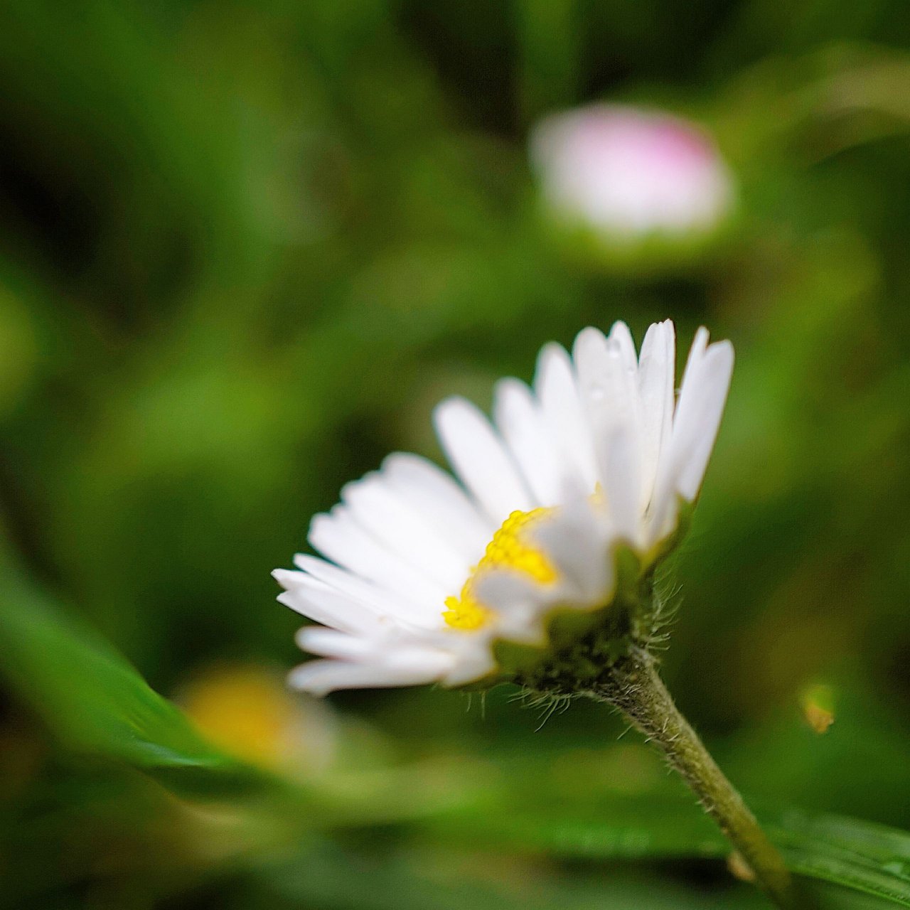 Fonds d'cran Nature Fleurs 