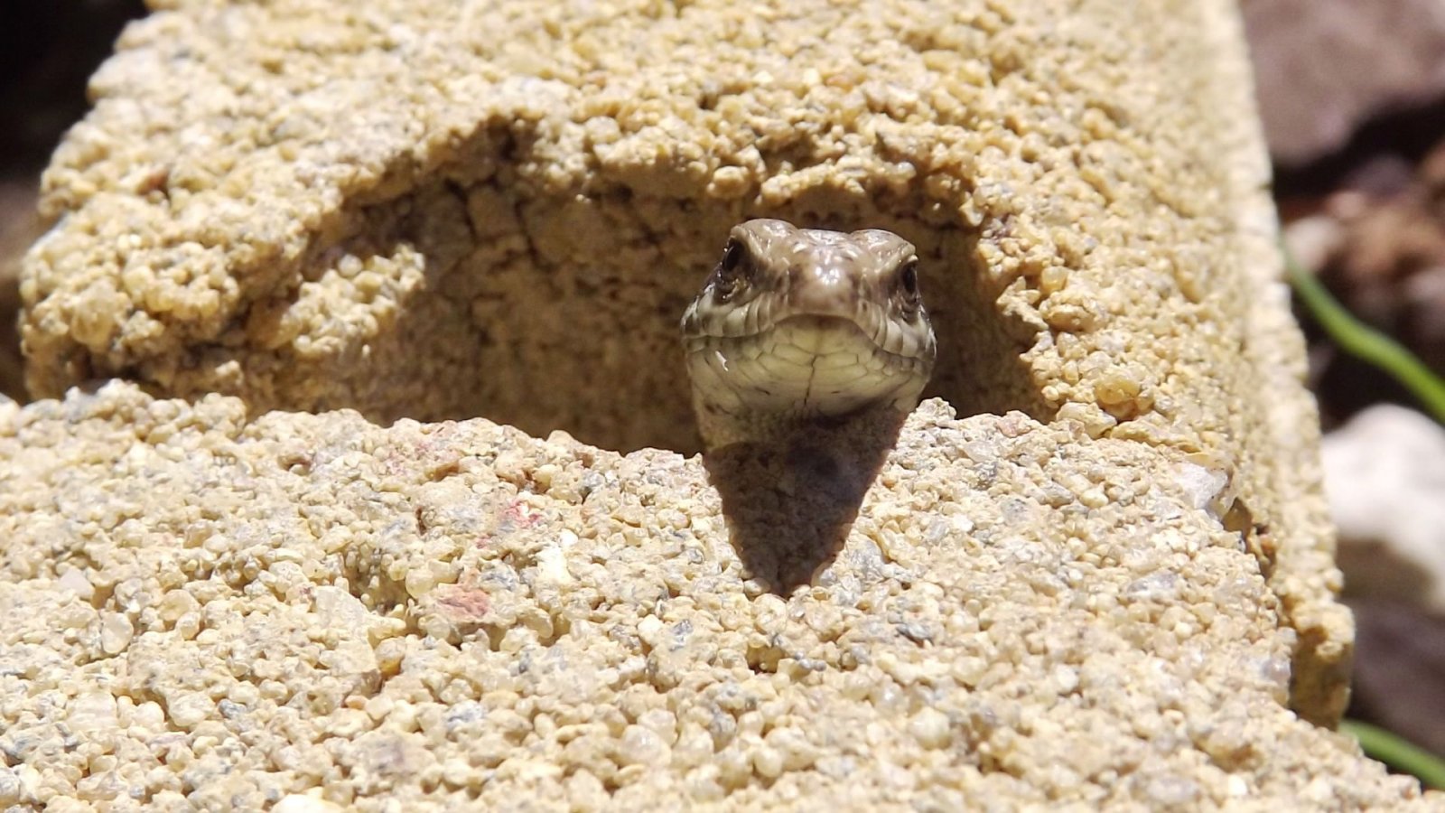 Fonds d'cran Animaux Lzards - Iguanes 