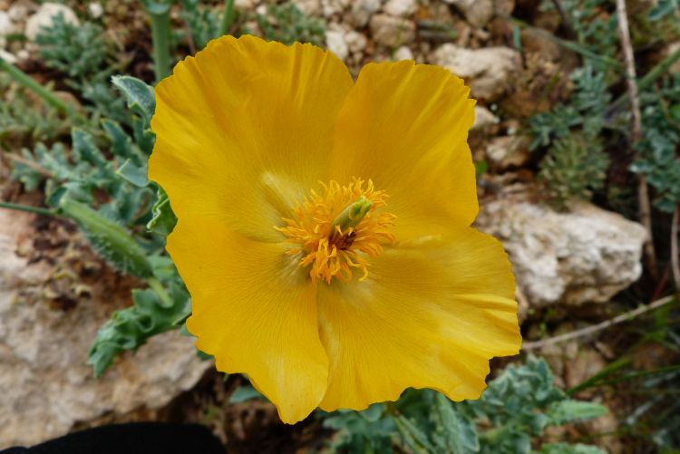 Fonds d'cran Nature Fleurs Le pavot cornu 