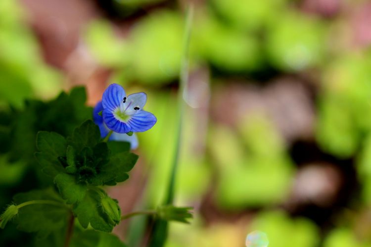 Wallpapers Nature Flowers La Veronique