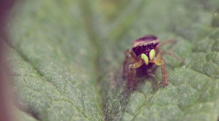 Fonds d'cran Animaux Araignes Minuscule