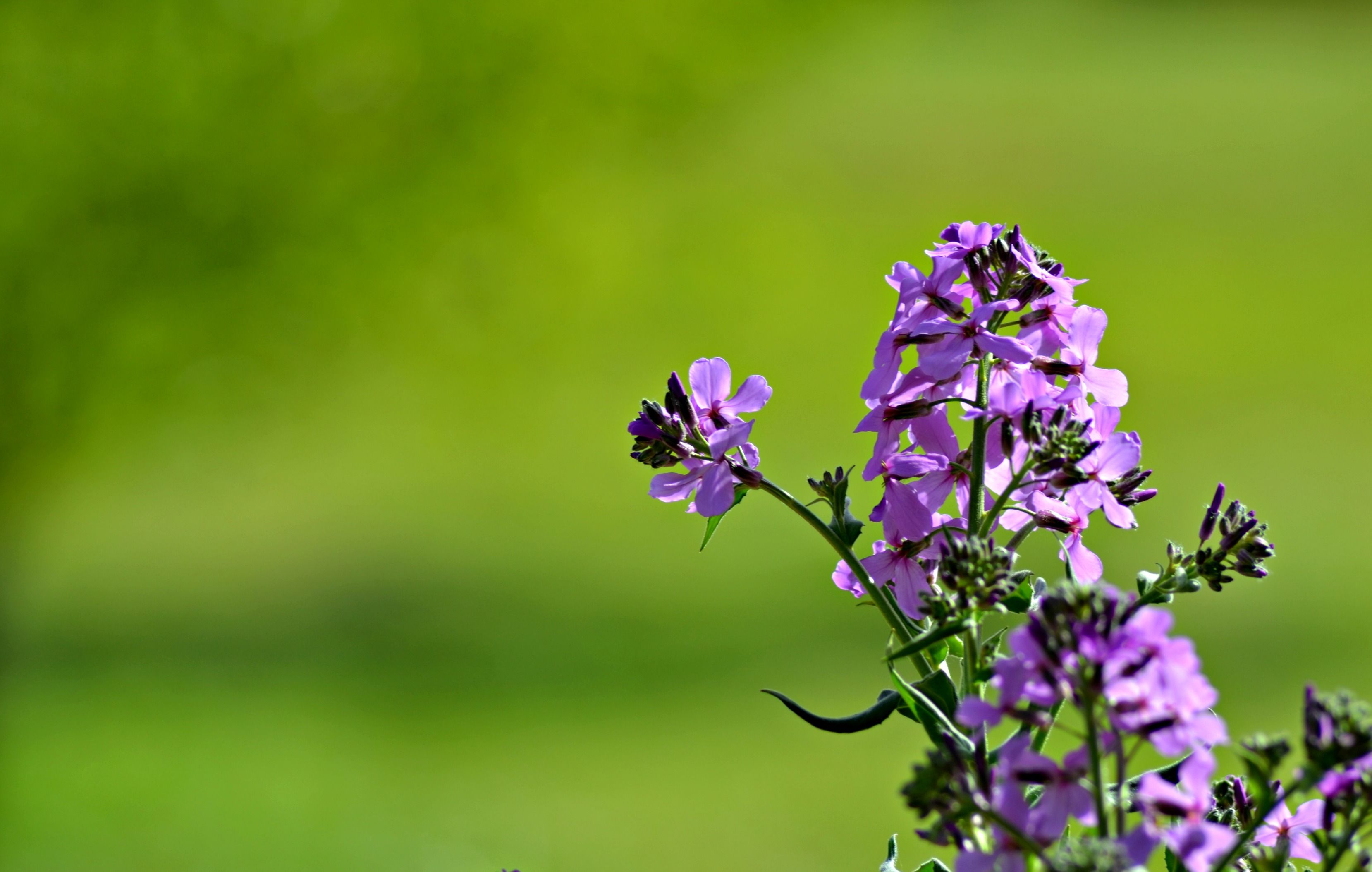 Wallpapers Nature Flowers 