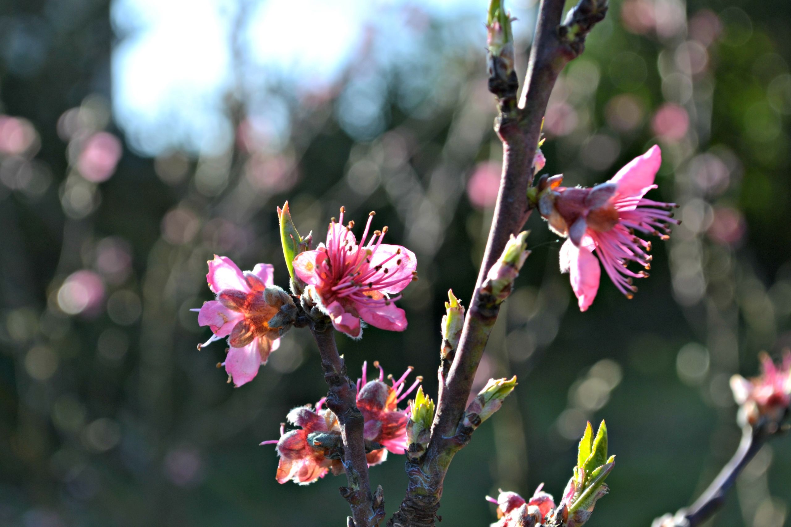 Wallpapers Nature Flowers 