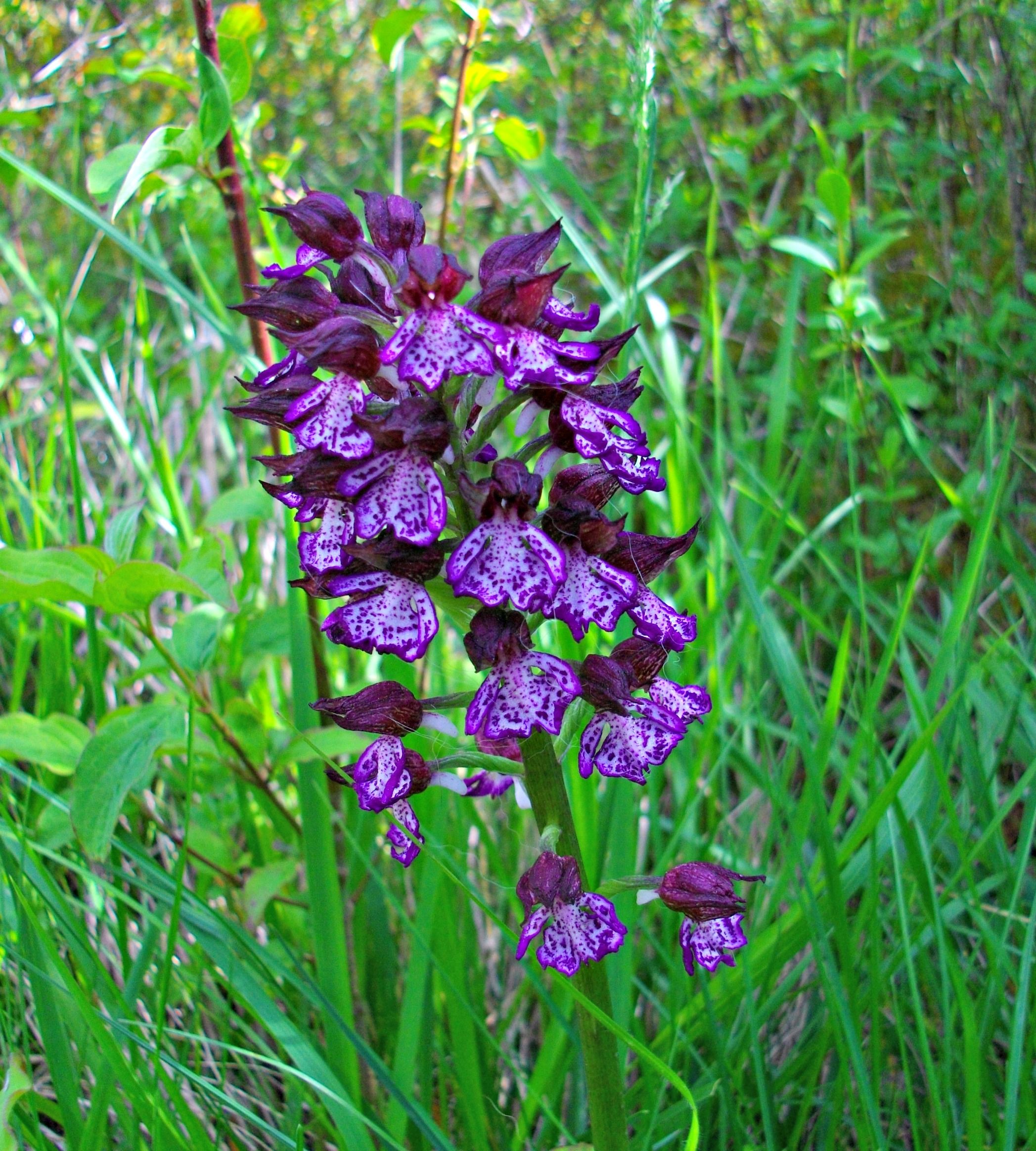 Fonds d'cran Nature Fleurs 