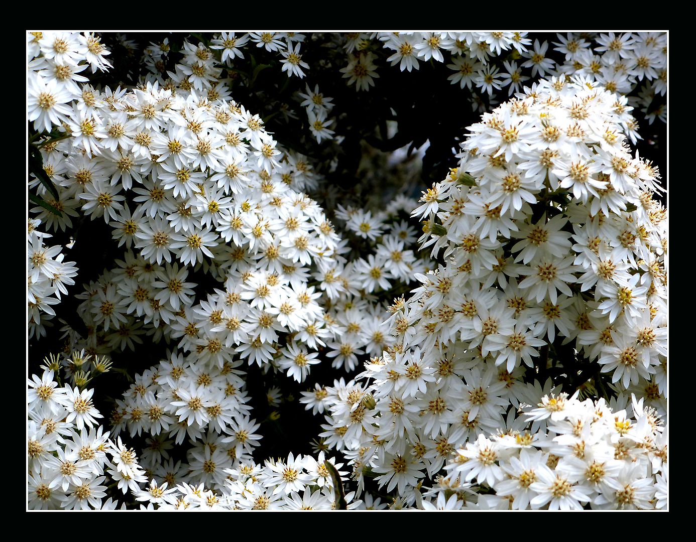 Fonds d'cran Nature Fleurs Exubérance florale