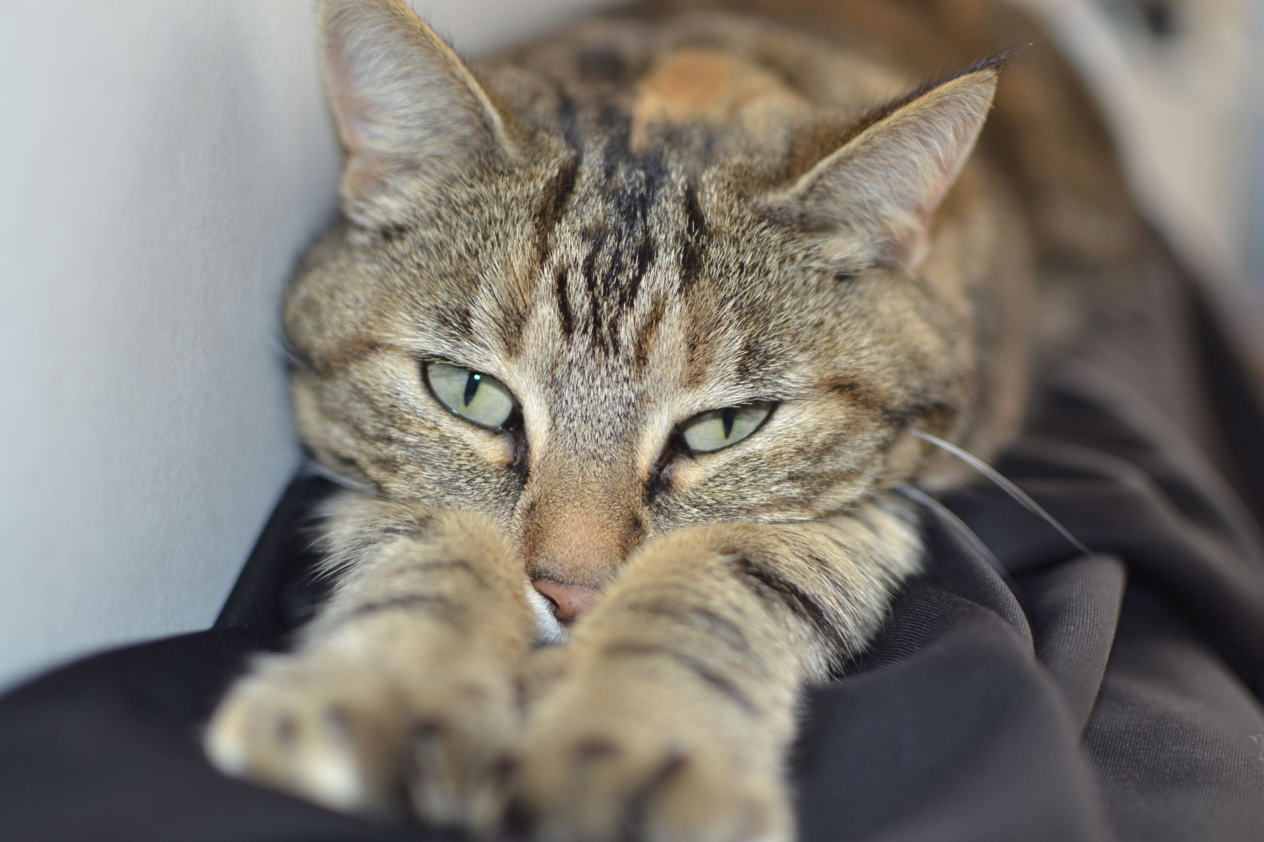 Fonds d'cran Animaux Chats - Chatons Sieste