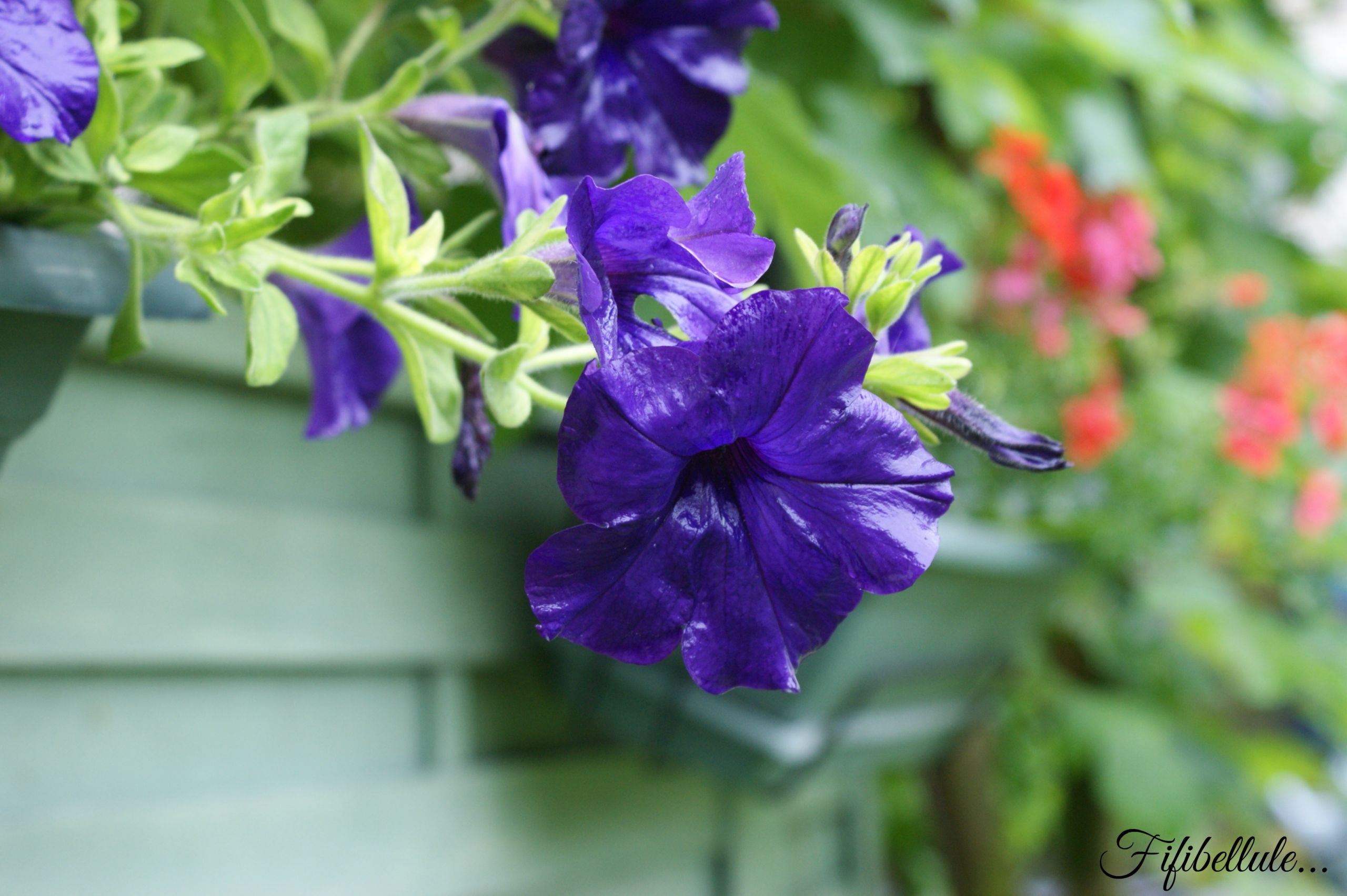 Fonds d'cran Nature Fleurs 