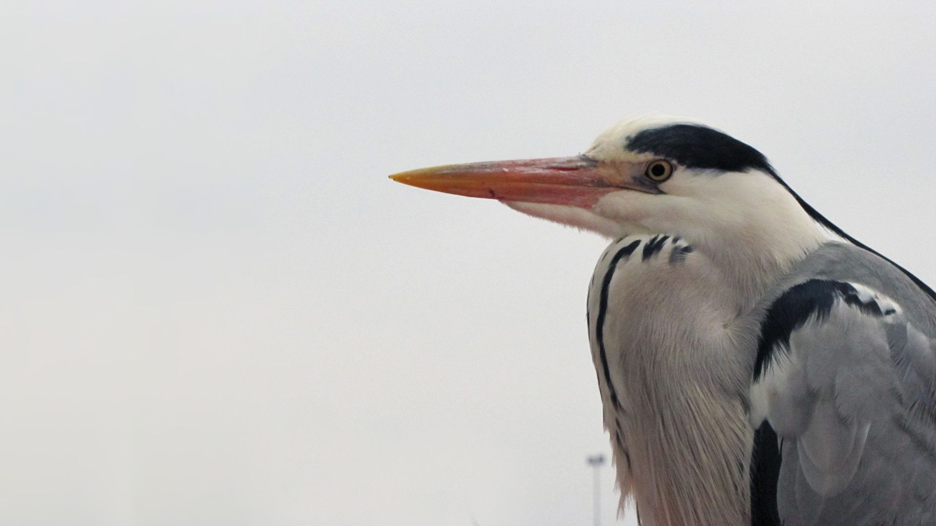 Fonds d'cran Animaux Oiseaux - Hrons Un héron la tête dans les épaules