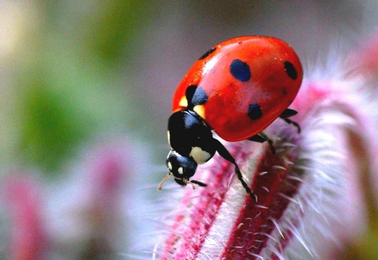 Fonds d'cran Animaux Insectes - Coccinelles insecte