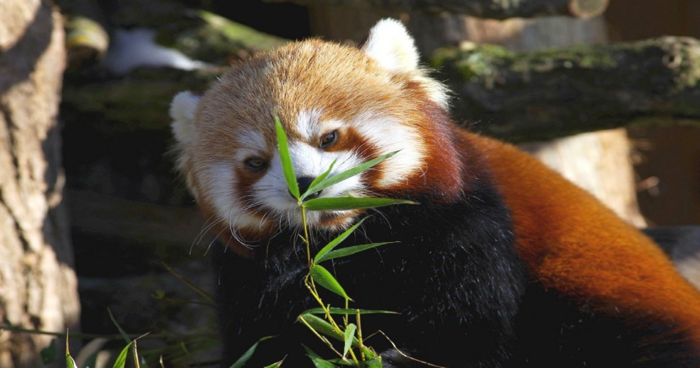 Fonds d'cran Animaux Pandas roux panda roux