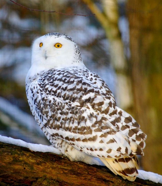 Fonds d'cran Animaux Oiseaux - Hiboux et Chouettes chouette