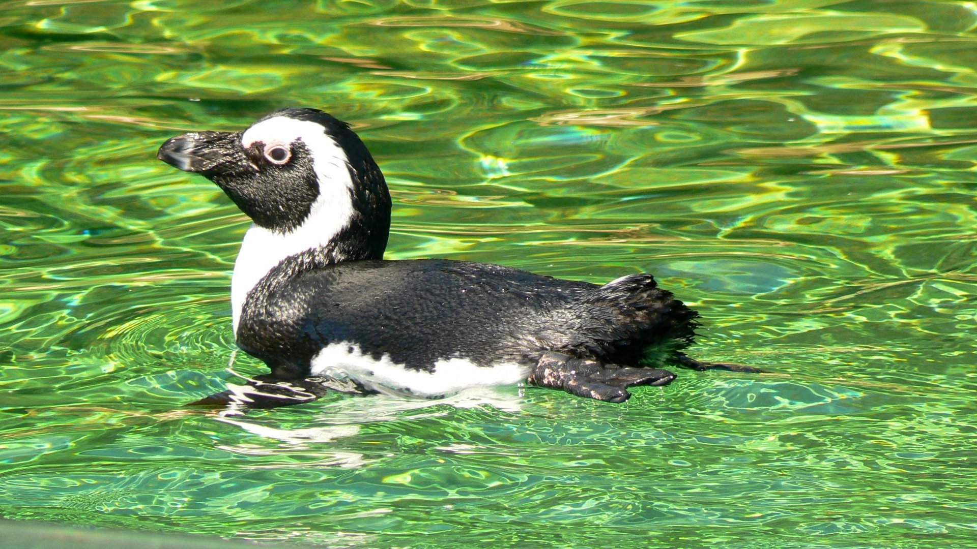 Fonds d'cran Animaux Oiseaux - Divers Safari de peaugres